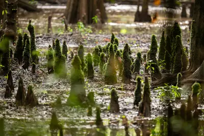 Congaree